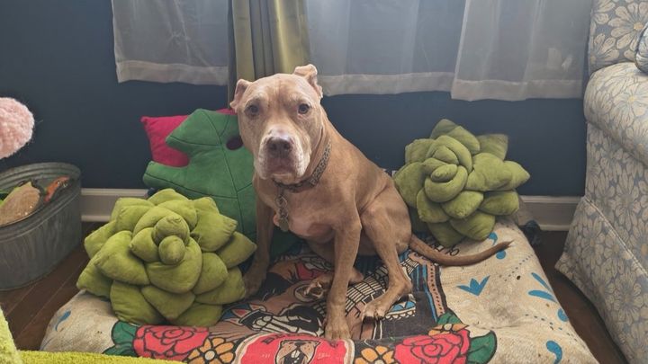 Help Kelcie & Ivy with Surgery and Recovery campaign photo, 1 of 3