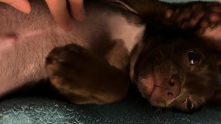 Help Save Minnie's Life: Urgent Medical Care campaign photo, 1 of 3