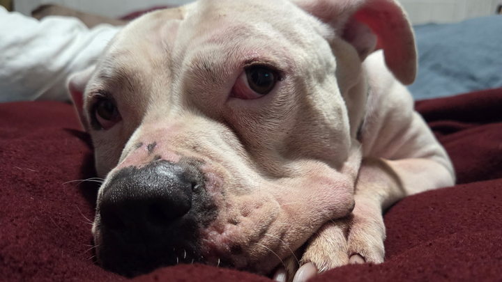 URGENT: DONATE TO KEEP KORRA SAFE campaign photo, 1 of 8
