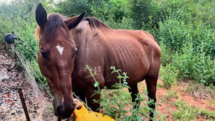 Nevarda - The forgotten winner - The horse with the Heart campaign photo, 1 of 8