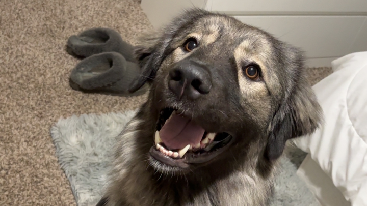 Help Willow Walk Again: Surgery Needed campaign photo, 1 of 8