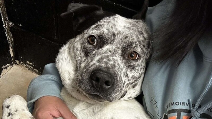 Free Pepper: Help SAVE Our Dog from Animal Control! campaign photo, 1 of 3