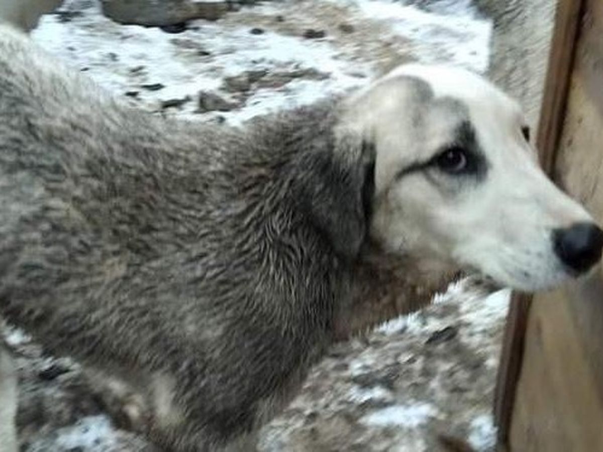 Throf Fundraiser by Zhanna Makhyan : Keeping warm the Stray Dogs of Armenia
