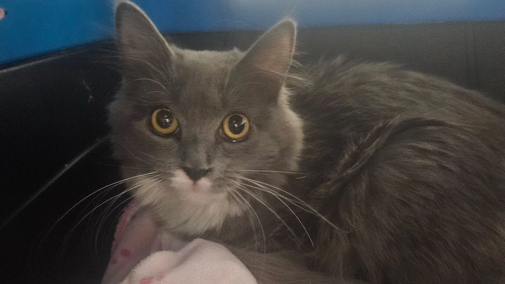 Donate for Foster Kitties' Care campaign photo, 1 of 8