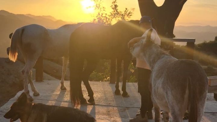 Healing with Horses at Good Soul Foundation campaign photo, 1 of 7