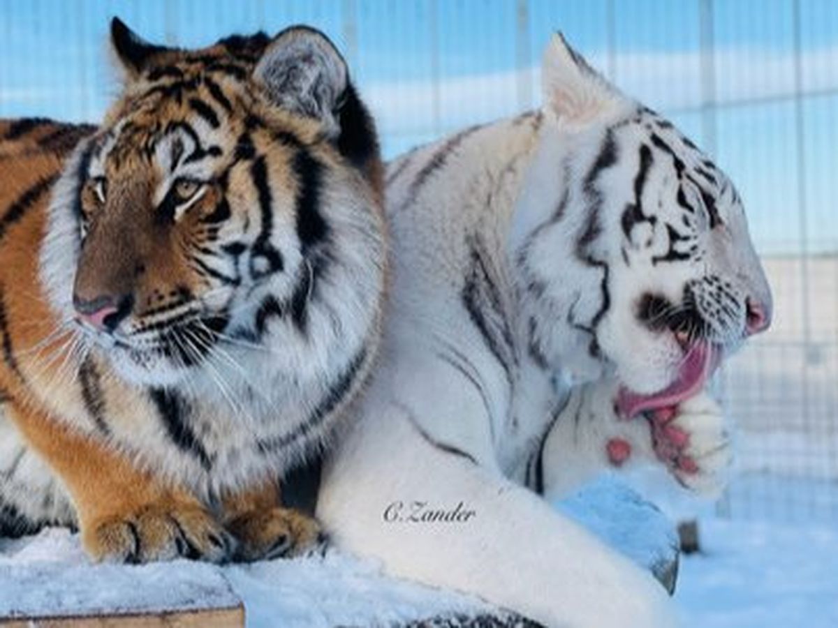 Spendenaufruf für in Not geratene Tiger campaign photo, 1 of 6