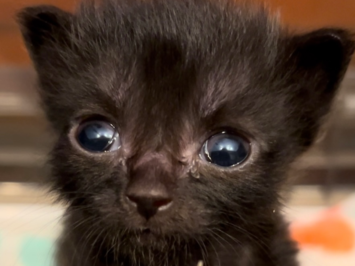 Help Save a Tiny Kitten's Life campaign photo, 1 of 5