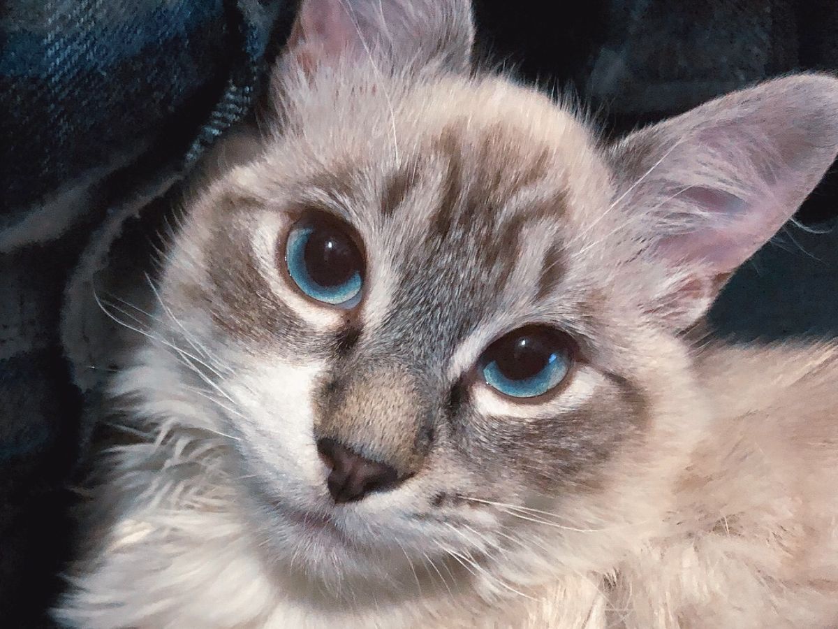 Fundraiser By Mariya Dyakova Help Save Our Kitten Baby