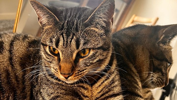 Bushwick bodega kittens need life-saving vet care campaign photo, 1 of 8