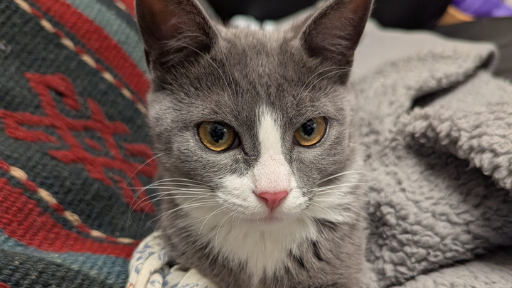 Donate to Maple's Spay Surgery Fund campaign photo, 1 of 7