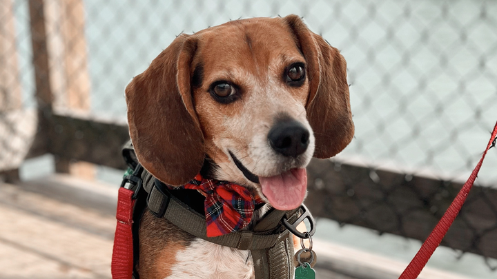 Help with Cooper's Life-Saving Surgery campaign photo, 1 of 8