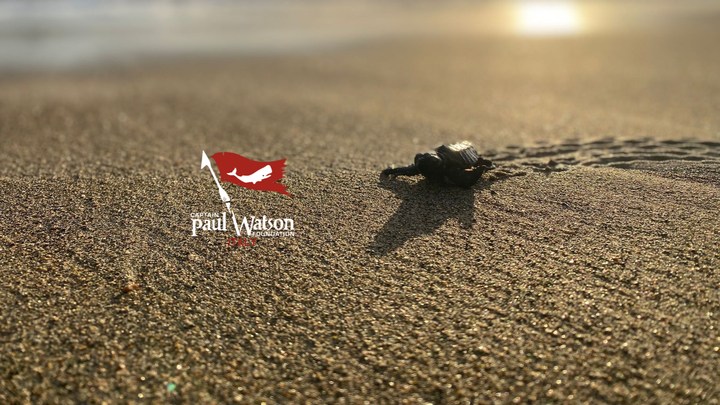 Honu Hui Experience Salvaguardia tartarughe campaign photo, 1 of 7