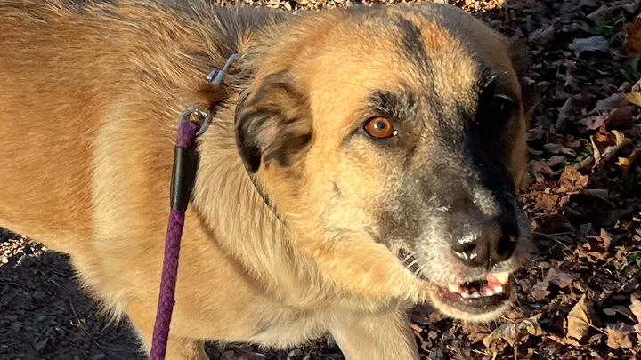 Support Candy’s Journey to Her Forever Family campaign photo, 1 of 3