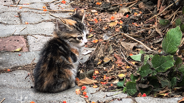 Kleine Hoffnung im Urlaubsparadies – Hilfe für drei Katze campaign photo, 1 of 7