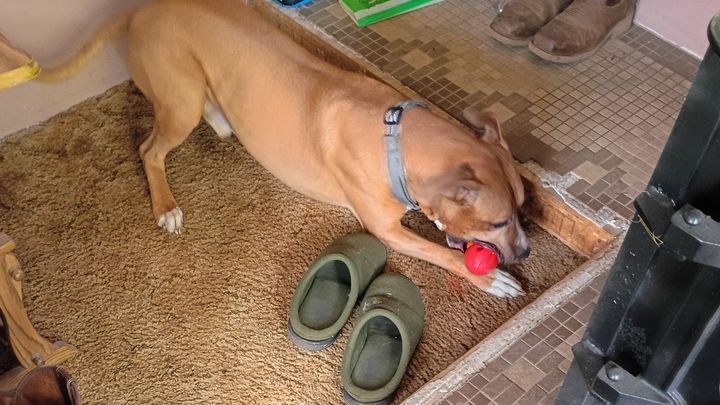 Help Zeus Get Surgery ASAP campaign photo, 1 of 4