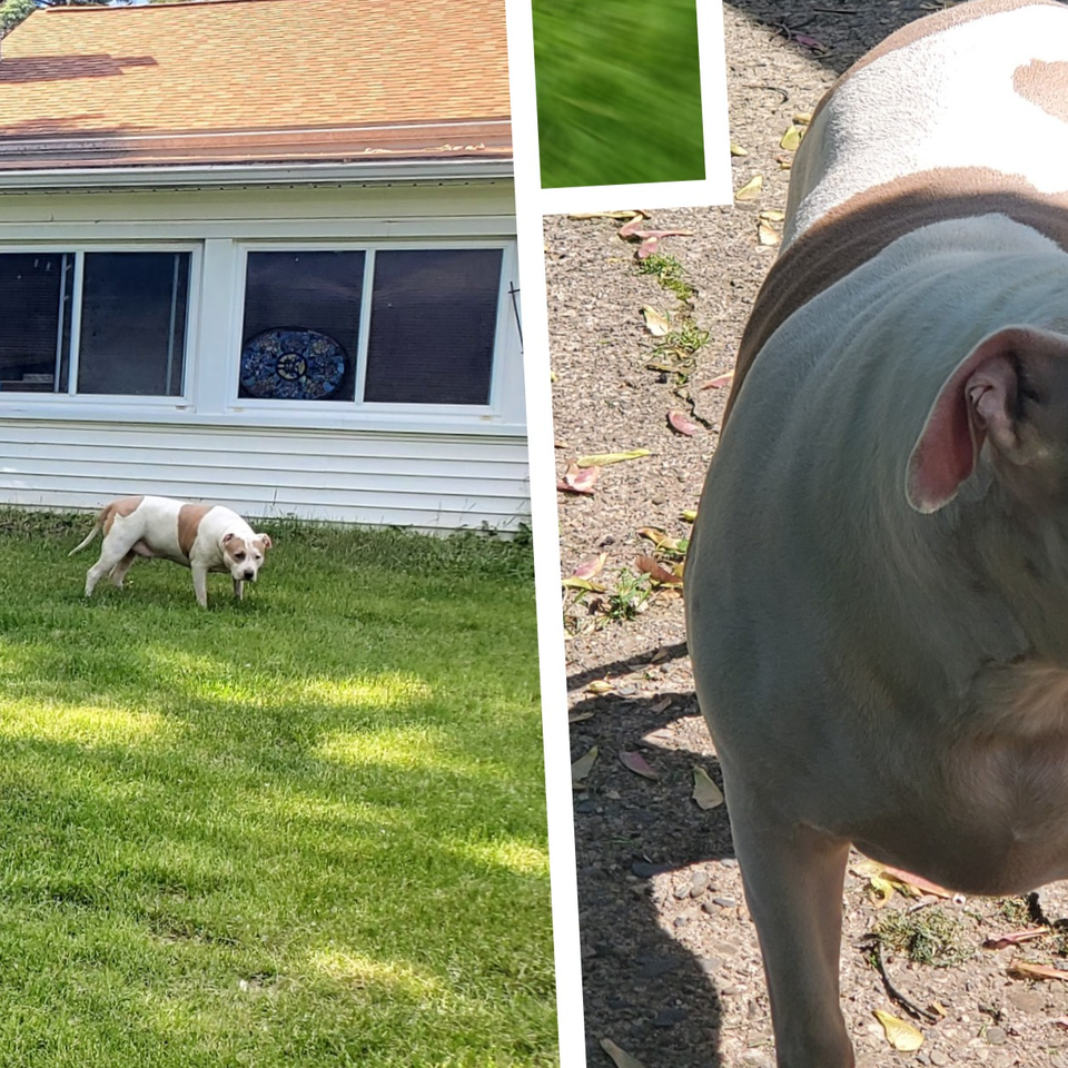 Donate for Petey's Essential Medical Needs