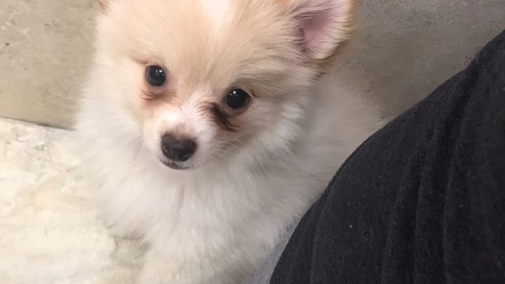 Help Bolt Get His $2,000 Surgery at the Vet campaign photo, 1 of 6