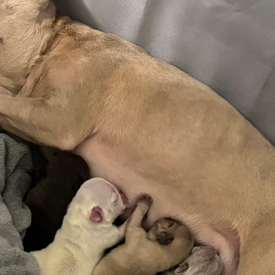 Help my little girl care for her babies