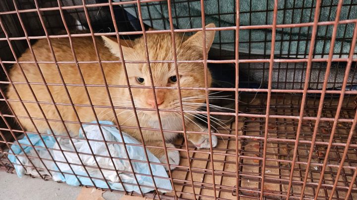 Help Local Cats: Support TNR Efforts campaign photo, 1 of 5