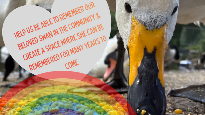 Wendy the whooper swan campaign photo, 1 of 3