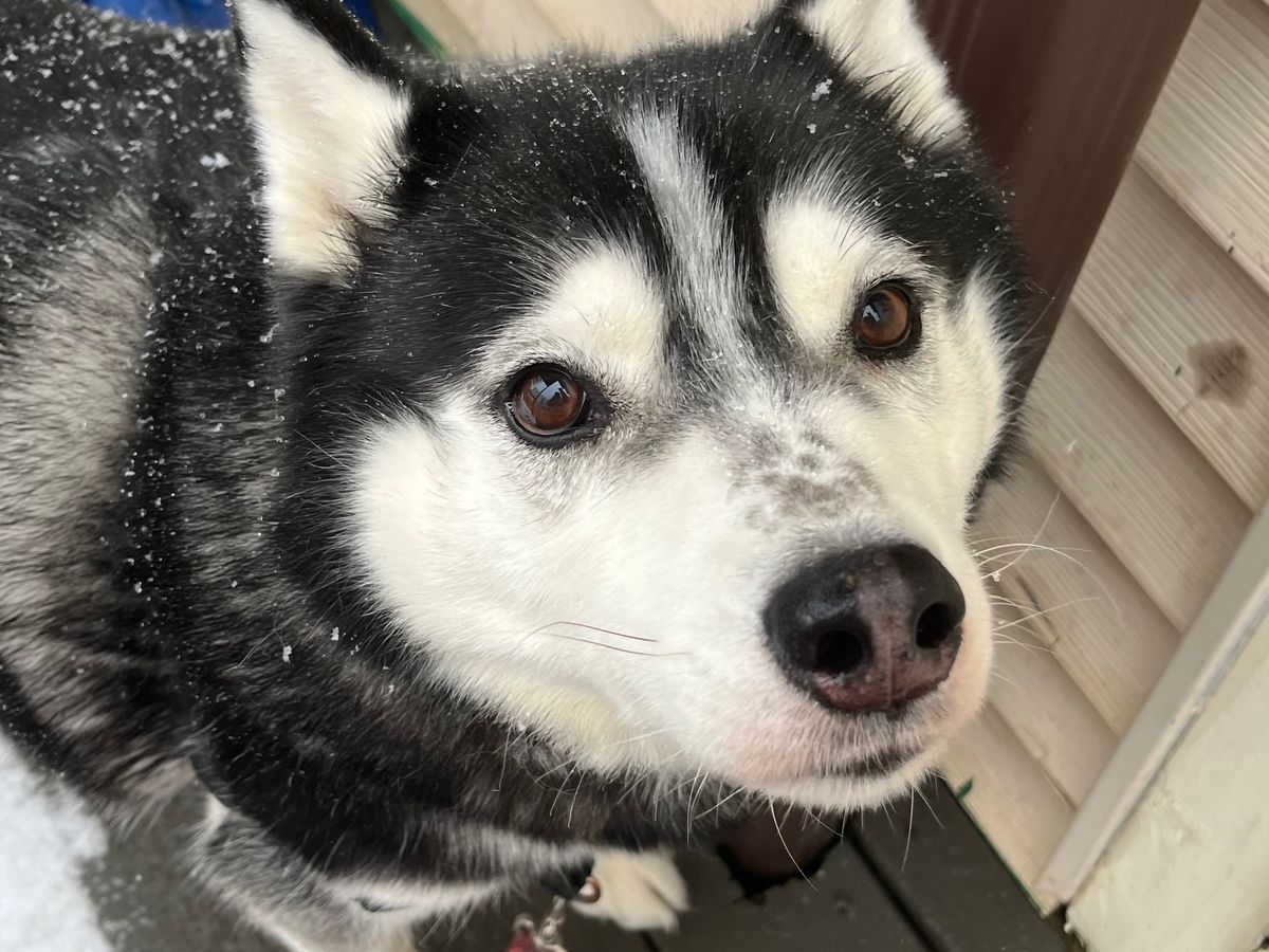 Fundraiser by Clare Aton : Support Jedi's Recovery Journey, image size:1200x900