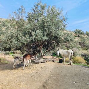 Asociacion Animalista Donkey Dreamland Mijas