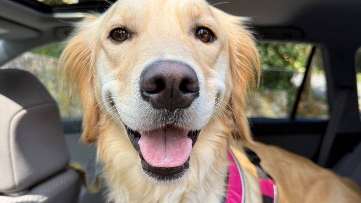 Urgent Help for Georgia's Vet Expenses campaign photo, 1 of 8