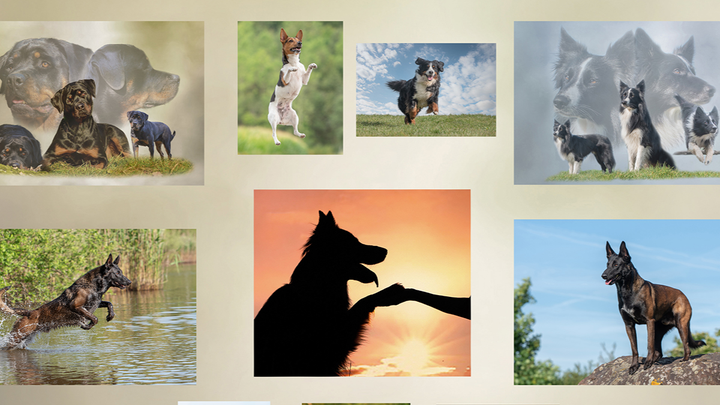 Zur Trauer kommen weitere Tierarzt- und Physiokosten campaign photo, 1 of 3