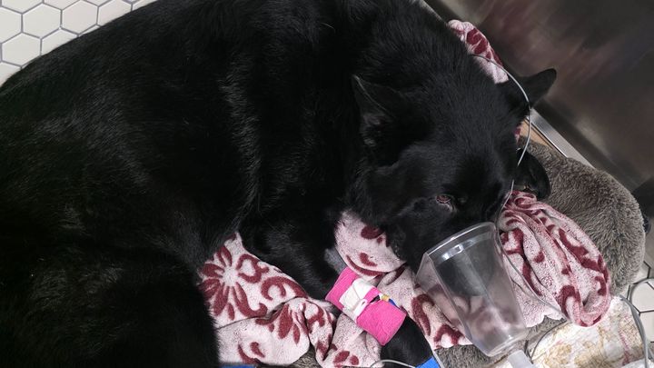 Help Save My Best Friend's Life