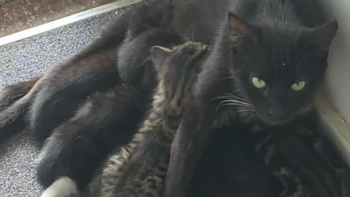 Help Cathy Care for a Stray Mum Cat and Her 5 Kittens campaign photo, 1 of 5