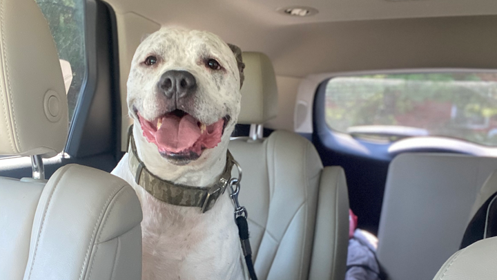 Save Shabba: Our Hero Dog Needs Urgent Surgery campaign photo, 1 of 5