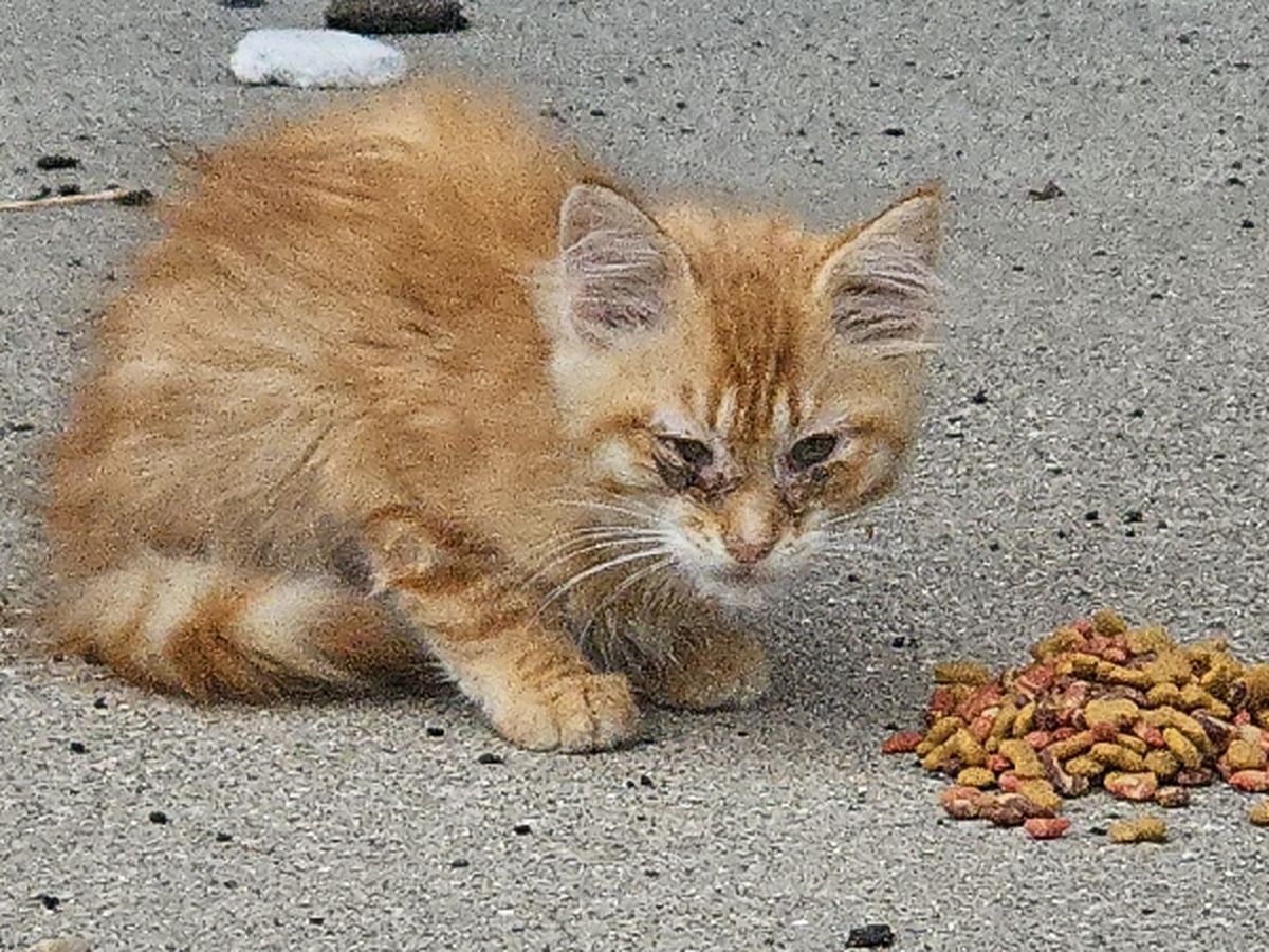 ＜BB.Kong＞STRAY CATS UNRELEASED DEMO Fundraiser by Paige Cederberg : Help Us Save This Colony Of