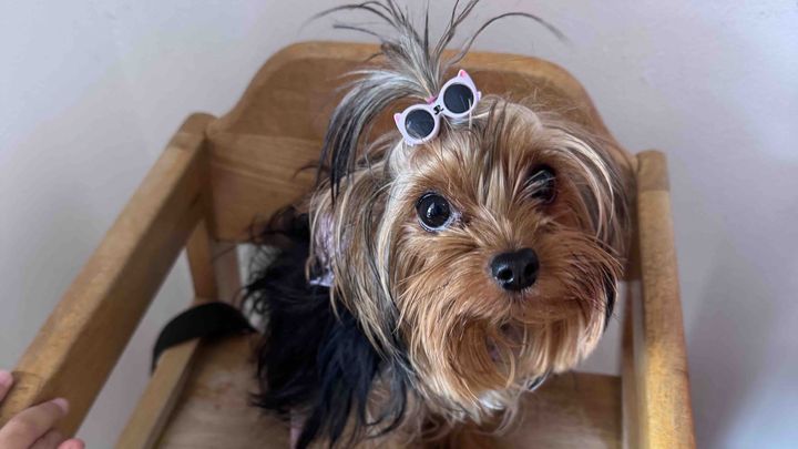 Akira is a 1 year old Yorkshire Terrier in Bayamon campaign photo, 1 of 3