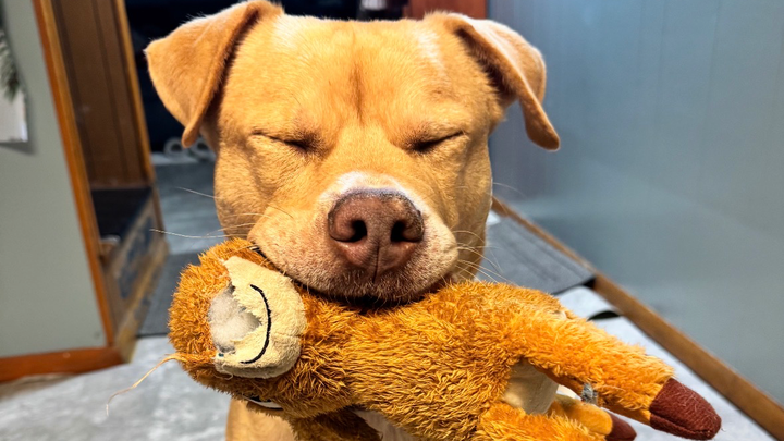 Support Diamond’s Urgent Surgery Needs campaign photo, 1 of 8