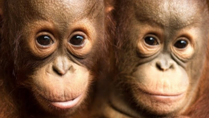 camp international borneo 2027 campaign photo, 1 of 4
