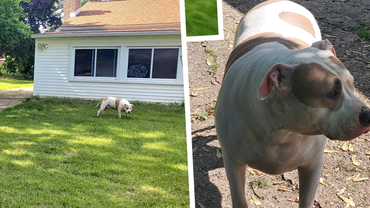 Donate for Petey's Essential Medical Needs campaign photo, 1 of 8