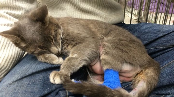 Fundraiser by Emily Berville : Help save Echo the cat!