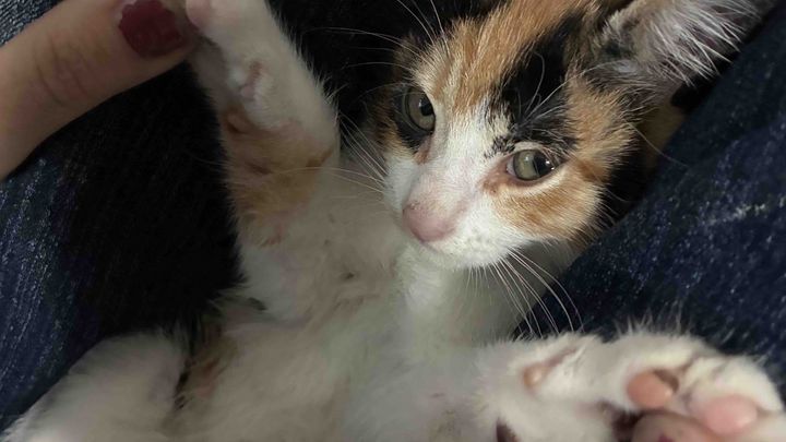 Support Pumpkin’s Fight Against Leukemia (FeLV) campaign photo, 1 of 9