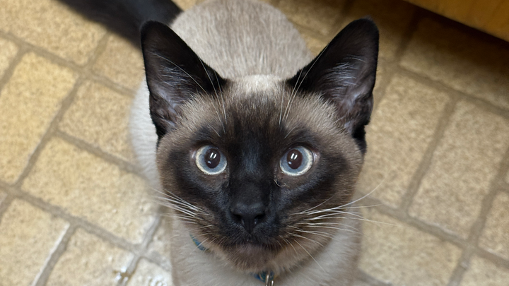 Support Dmitri's Emergency Vet Treatment campaign photo, 1 of 6