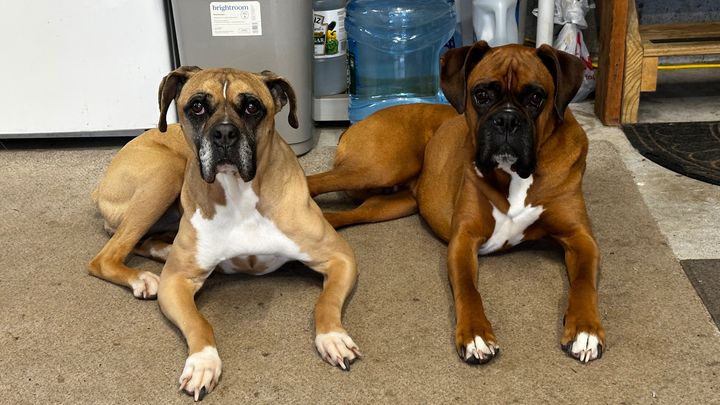 Feed Dogs, Keep Families Together campaign photo, 1 of 3