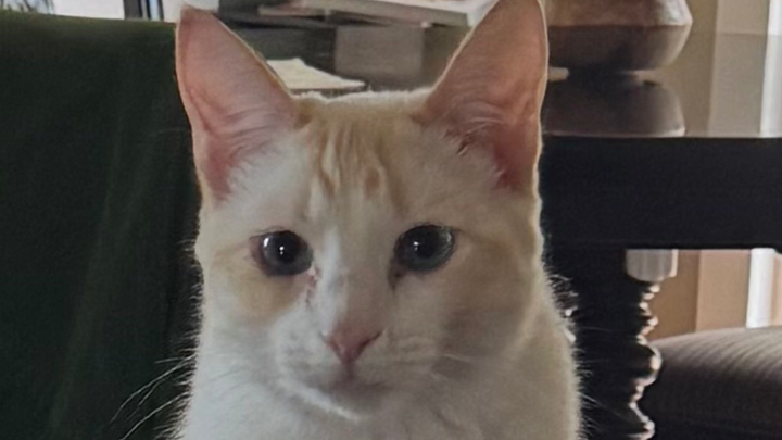 Support Tommy's Life-Saving Surgery campaign photo, 1 of 8