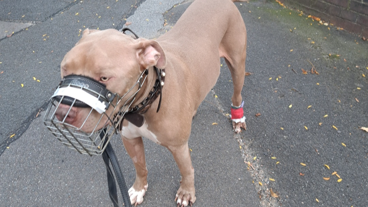 Tierarzt Hund Remo campaign photo, 1 of 3