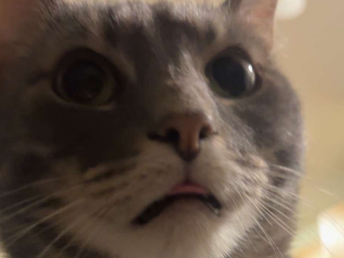 Save Kiwi: Emergency Vet Care Required campaign photo, 1 of 4