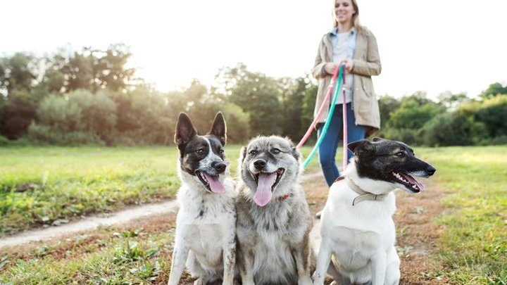 Support Sheyenne’s Senior Project: Paws For-A-Cause campaign photo, 1 of 3
