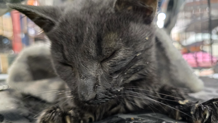 Pewter needs our help STAT She is a very sick 3-mont baby campaign photo, 1 of 3