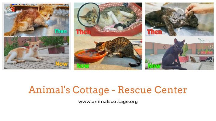 Animals Cottage Rescue Center campaign photo, 1 of 4