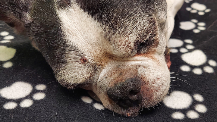 Support Needed for Bruce's Final Vet Expenses campaign photo, 1 of 6