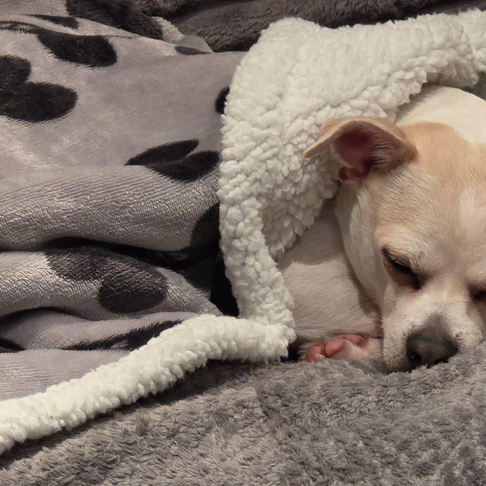 Update, ted needs another new scan and biopsy. Please help!