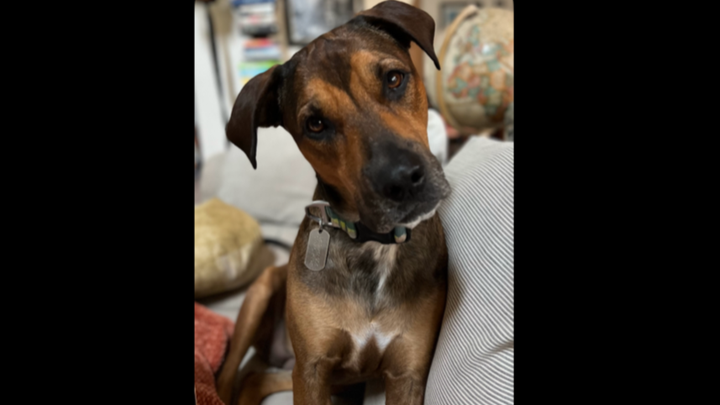 Help Lentil Heal: Surgery for Our Pup campaign photo, 1 of 8