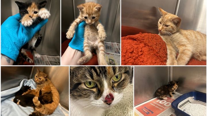 Mittens mammy and kittens campaign photo, 1 of 5